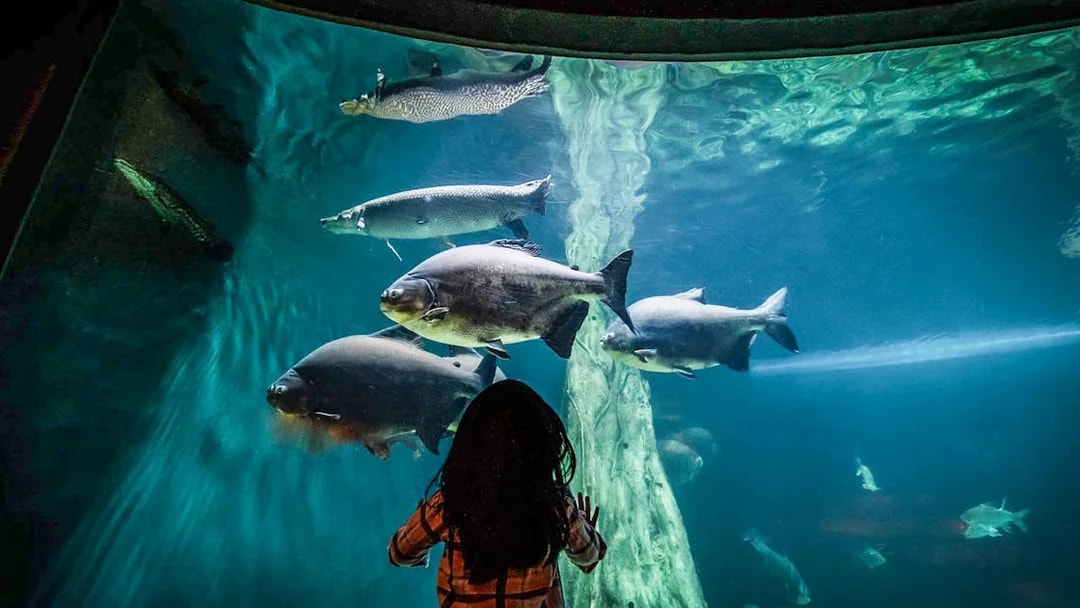 Child observing large fish in an aquarium tank at Aquaria KLCC, Kuala Lumpur.