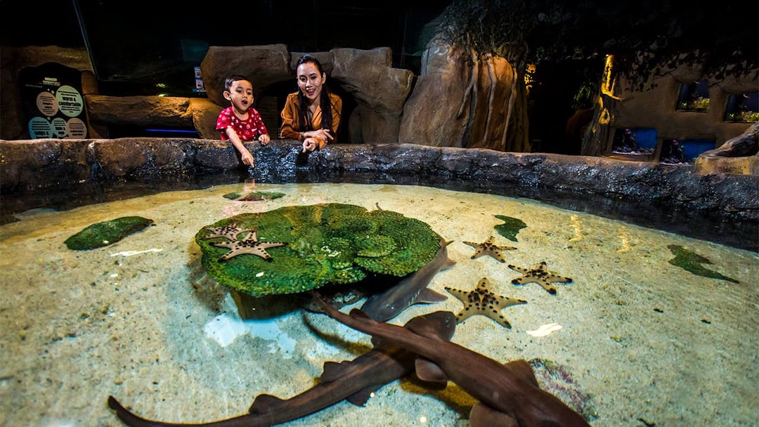 Visitors observing starfish and small sharks in a touch pool at Aquaria KLCC.
