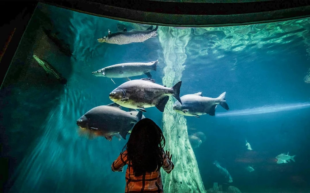 Aquaria KLCC Tickets Image 3
