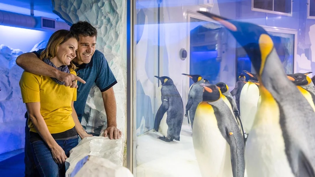 Couple observing penguins at an aquarium on Auckland Explorer Bus tour.