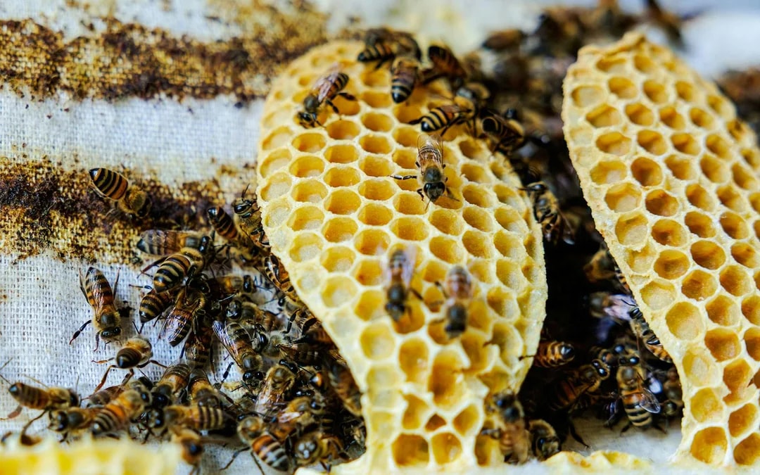 Expo City: Beeking Experience at Terra Tickets Image 8