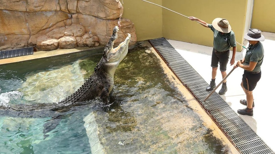 Crocodile feeding demonstration at Crocosaurus Cove, Darwin.