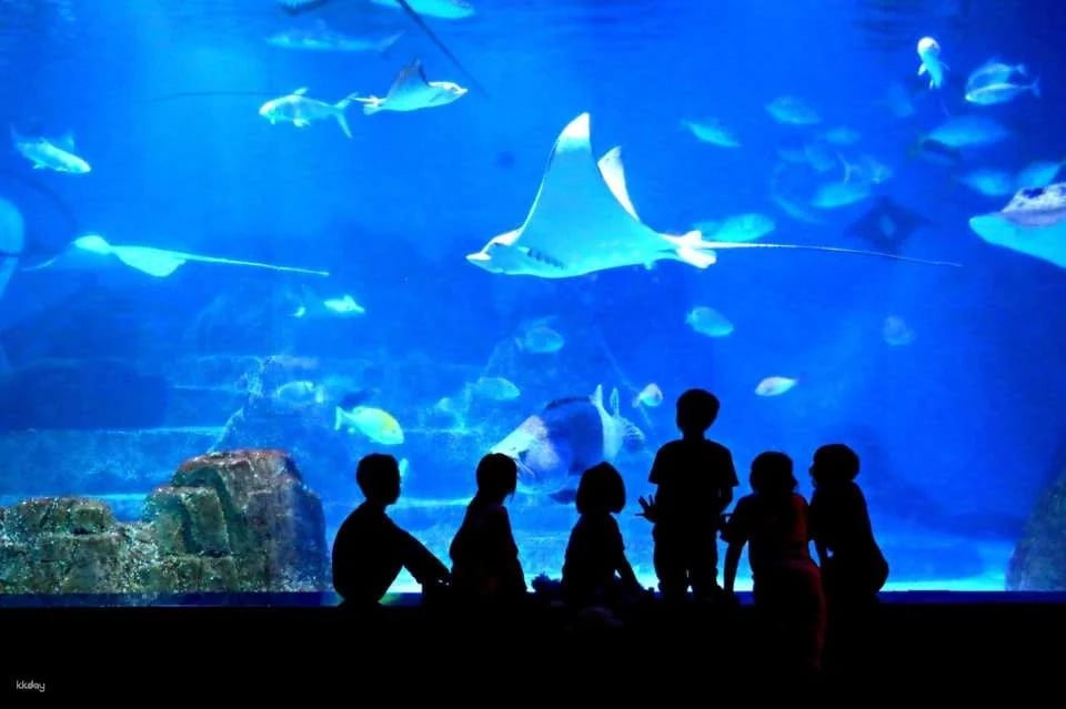Hualien Camping｜Farglory Ocean Park｜Overnight stargazing and sea camping in the Blue Whale Cabin