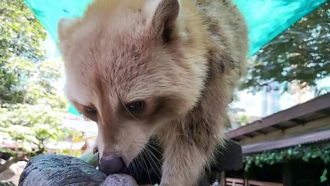 Raccoon exploring a log at Farm In The City.