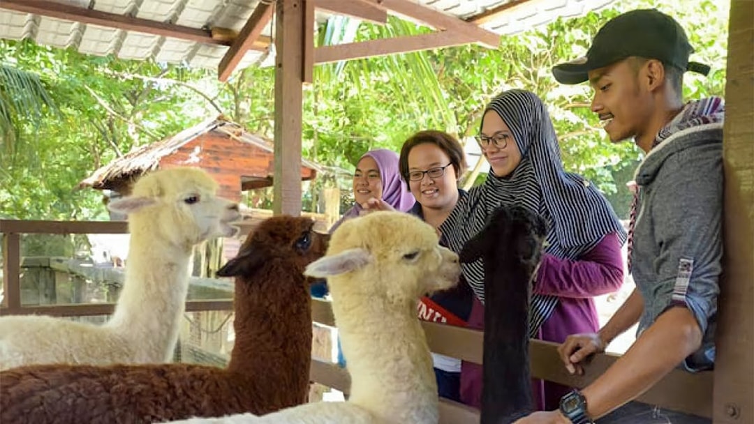 Visitors interacting with alpacas at Farm In The City.