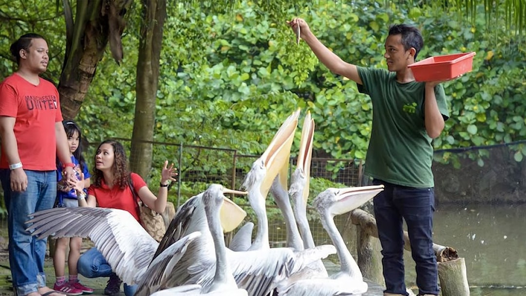 Man feeding pelicans at Farm In The City with visitors watching.