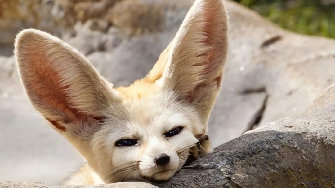 Fennec fox resting on a rock at Farm In The City.