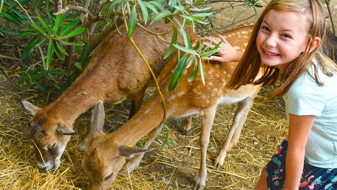 Child petting deer at Terra Natura Benidorm.