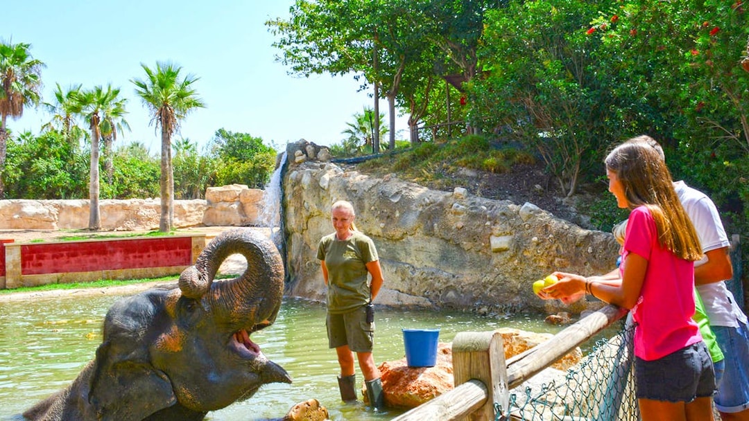 Elephant interaction at Terra Natura Benidorm with visitors feeding and a zookeeper nearby.