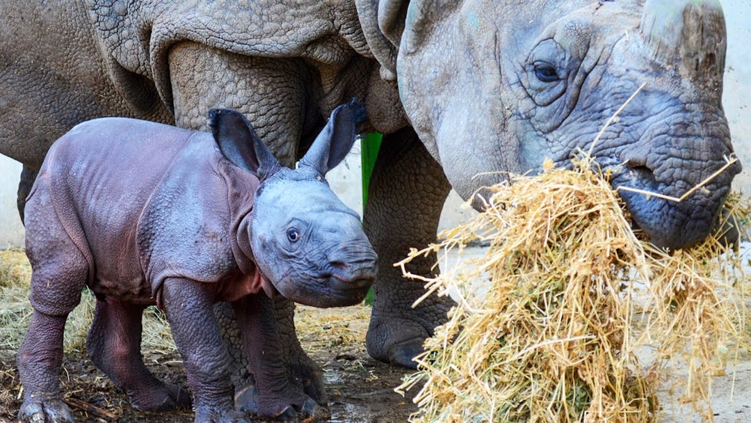 Rhino and calf at Terra Natura Benidorm eating hay.