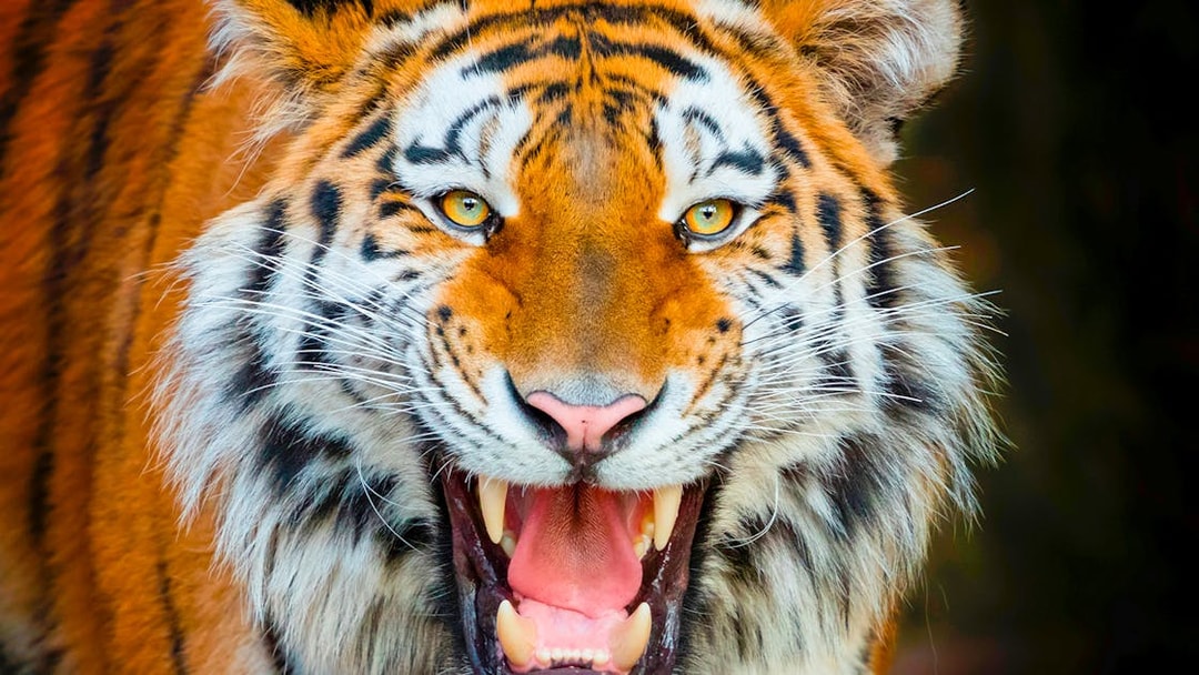 Tiger roaring at Terra Natura Benidorm.
