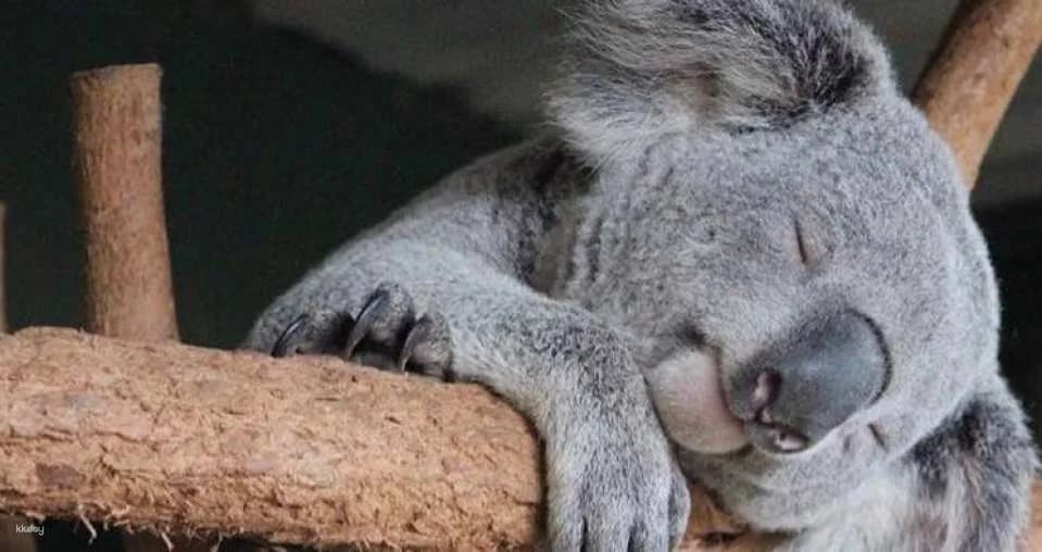 Featherdale Sydney Wildlife Park Ticket | Sydney
