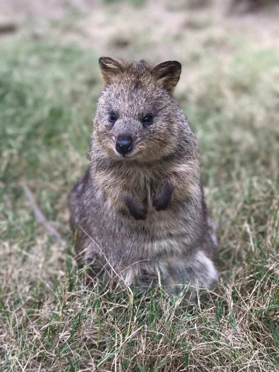 Featherdale Sydney Wildlife Park Ticket | Sydney