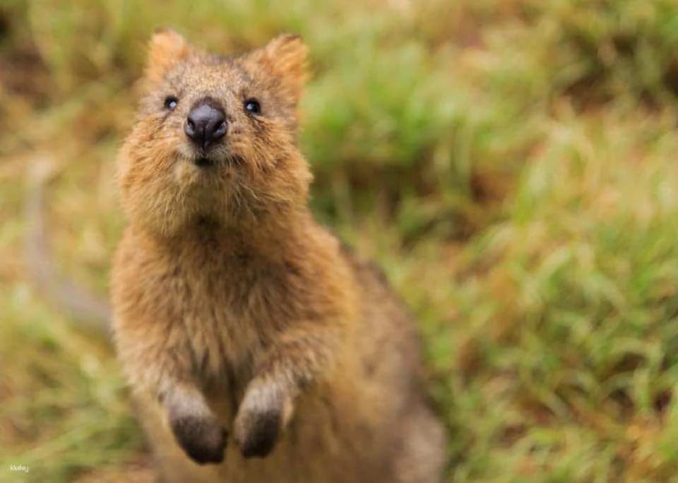 Featherdale Sydney Wildlife Park Ticket | Sydney