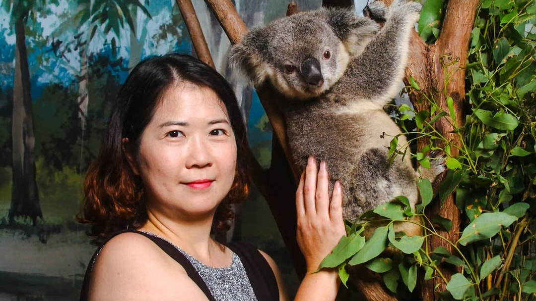 Person interacting with a koala at Dreamworld, Gold Coast, during Corroboree & Australian Wildlife tour.