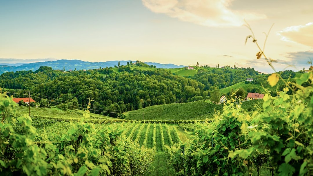 Vineyards and rolling hills in Tuscany on the Wine and Olive Oil Trail tour from Florence.