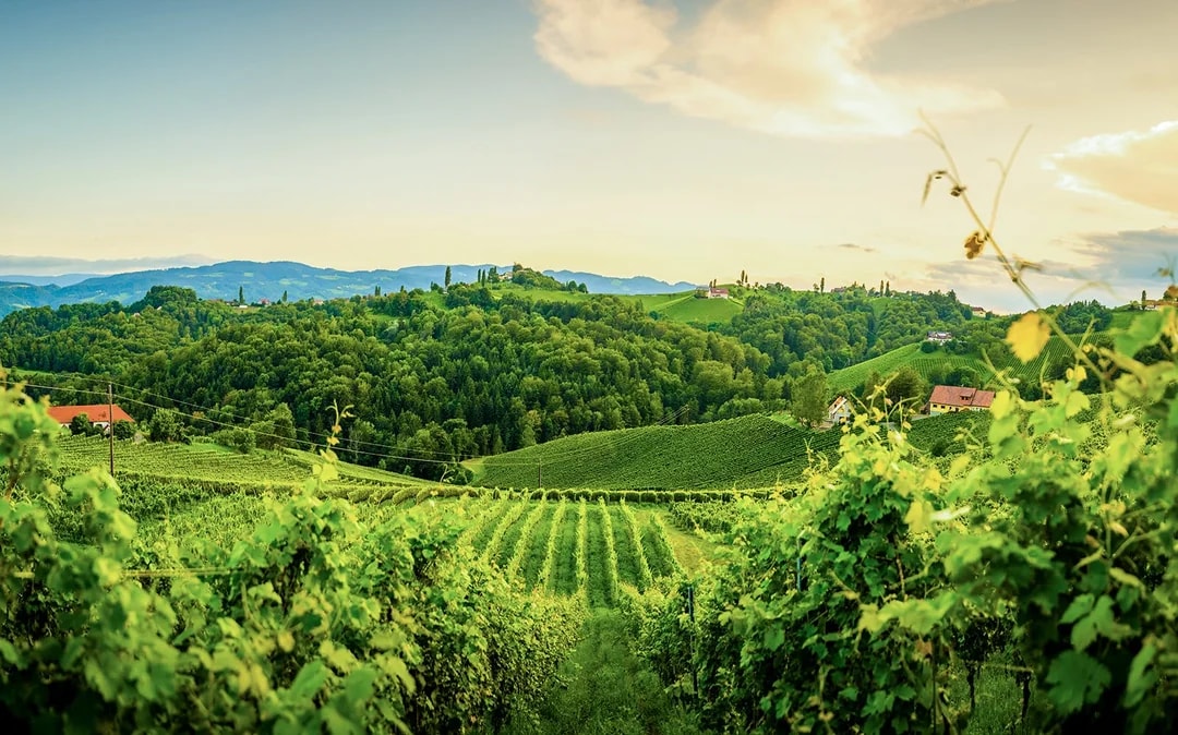 Tuscany Wine and Olive Oil Trail: Small-Group Tour From Florence Image 2