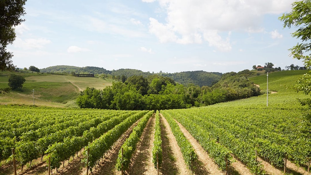 Vineyards in Tuscany with rolling hills, part of the Wine and Olive Oil Trail tour from Florence.