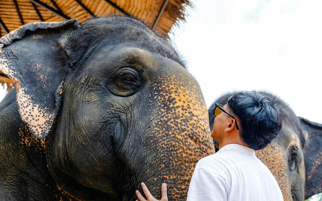 Flying Hanuman: 28 Platform Zipline and Elephant Sanctuary Visit 
 Image 5