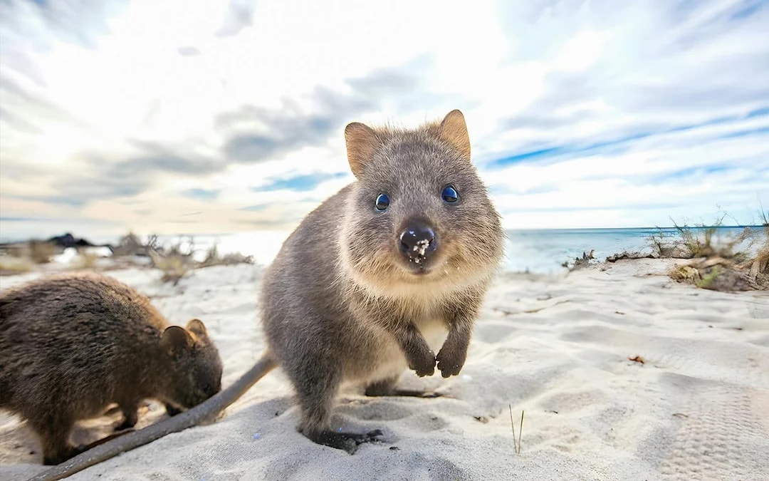 From Fremantle: Rottnest Island Grand Tour with Ferry & Lunch Image 9