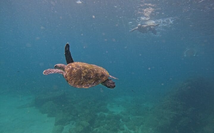 From Abu Dhabi: Fujairah Snorkeling Day Trip with  Transfer Image 8