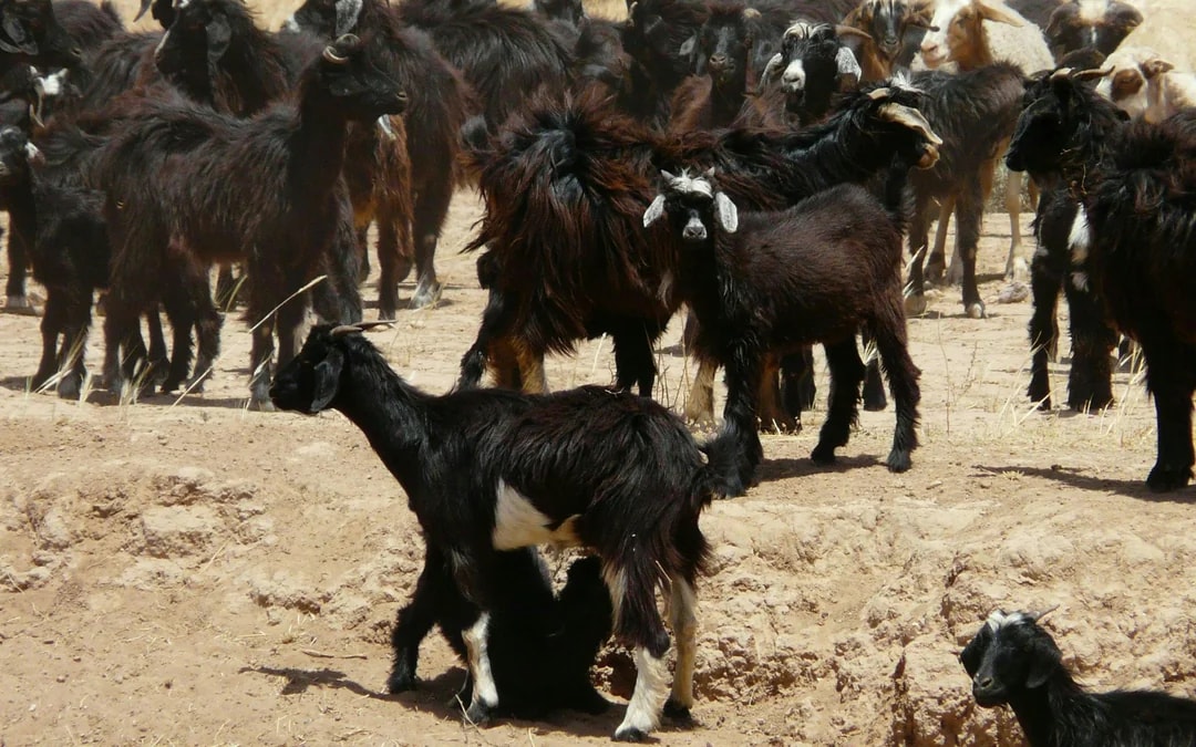 From Agadir: Taroudant & Tiout Oasis Full-Day Guided Tour with Lunch Image 6
