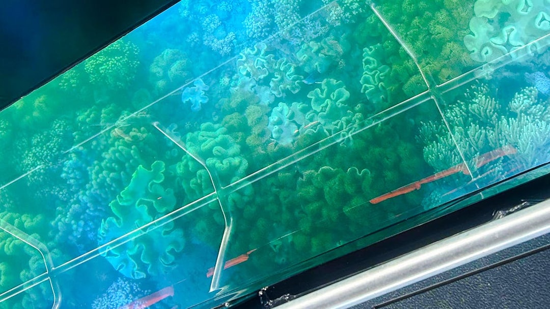 View of vibrant coral through glass bottom boat at Airlie Beach.