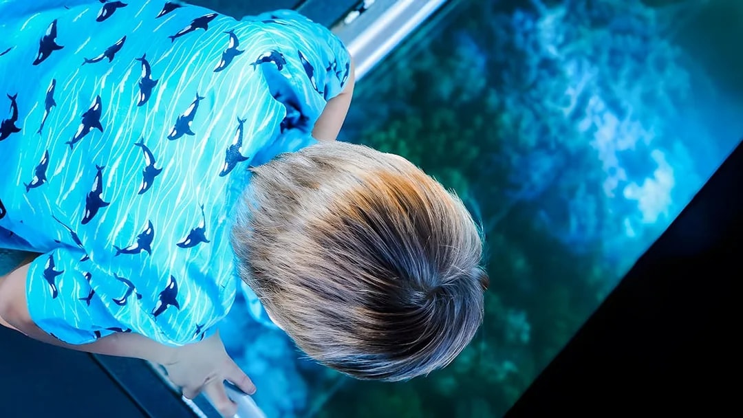 Child viewing coral through glass floor on Airlie Beach Glass Bottom Boat tour.