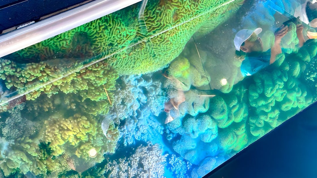 Glass bottom boat view of coral reefs in Whitsundays.