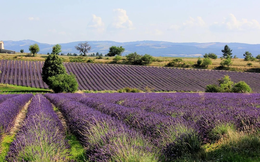 From Aix-En-Provence: Lavender Fields Full-Day Guided Tour Image 6