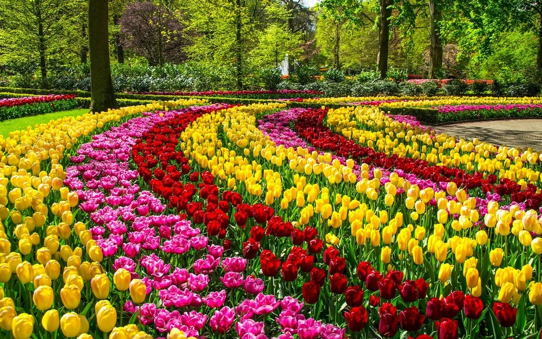 Keukenhof and Zaanse Schans Full-Day Trip from Amsterdam Image 7