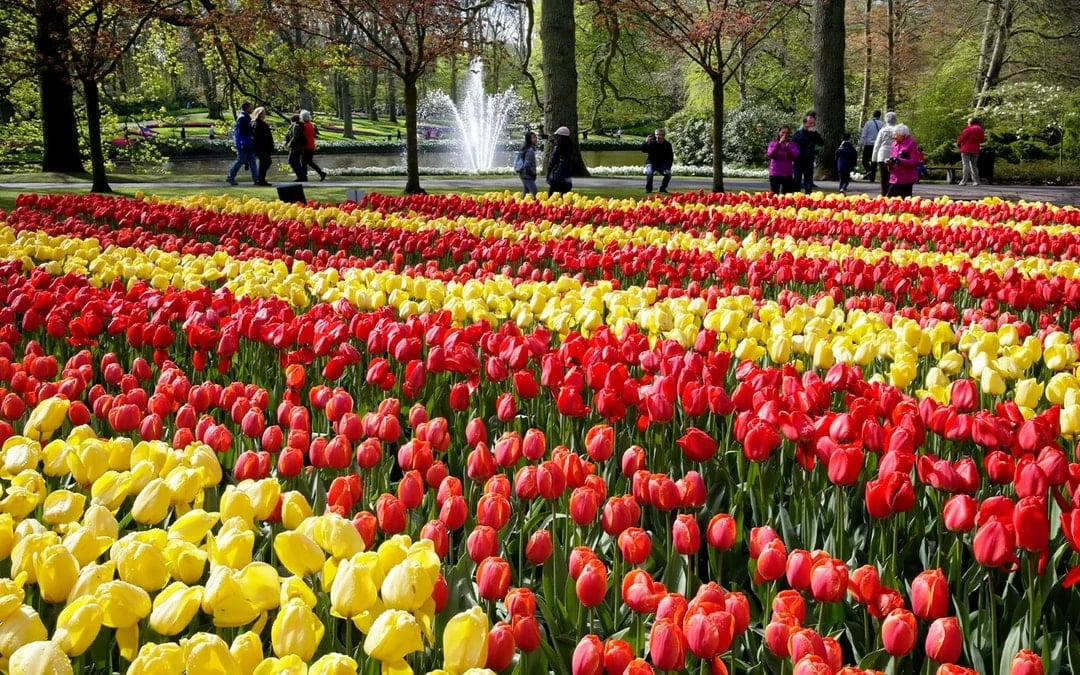 Keukenhof and Zaanse Schans Full-Day Trip from Amsterdam
