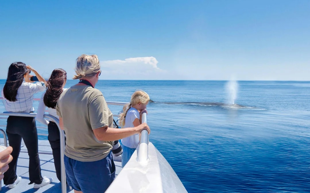 From Auckland: Tikapa Moana Whales, Dolphins & Islands Cruise Image 11