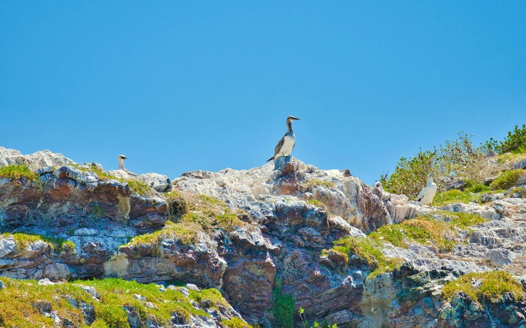 From Auckland: Tikapa Moana Whales, Dolphins & Islands Cruise Image 12