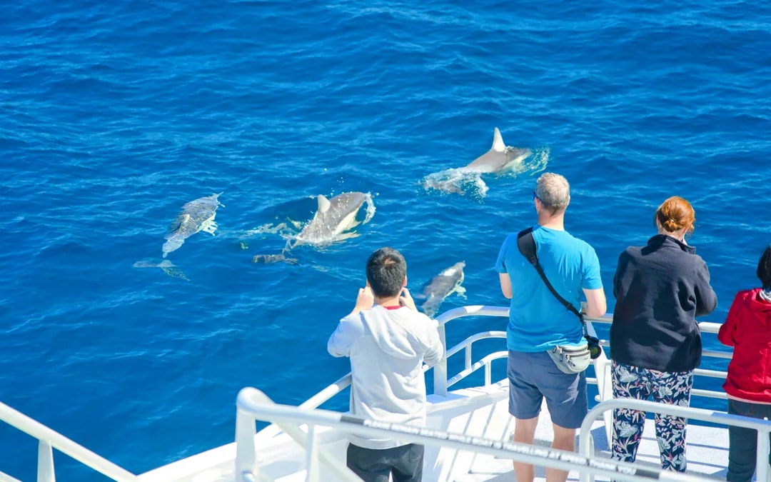 From Auckland: Tikapa Moana Whales, Dolphins & Islands Cruise Image 7