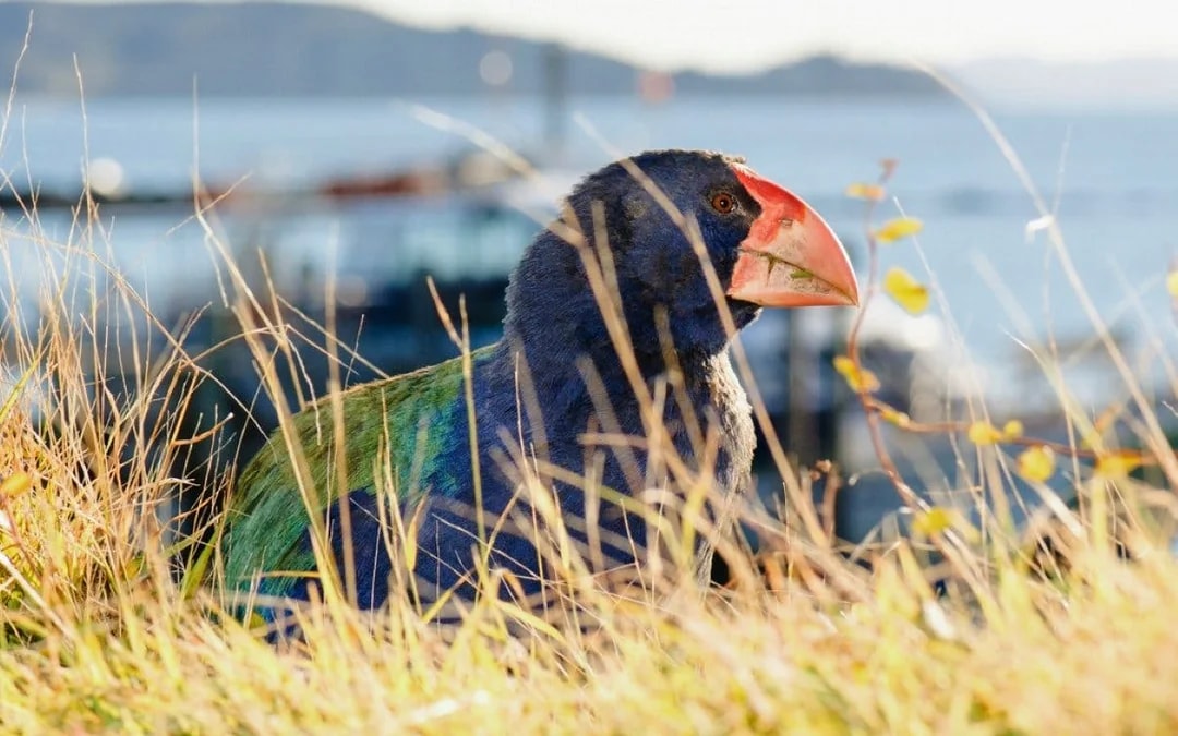 From Auckland: Tiritiri Matangi Island Day Trip with Return Ferry Image 8