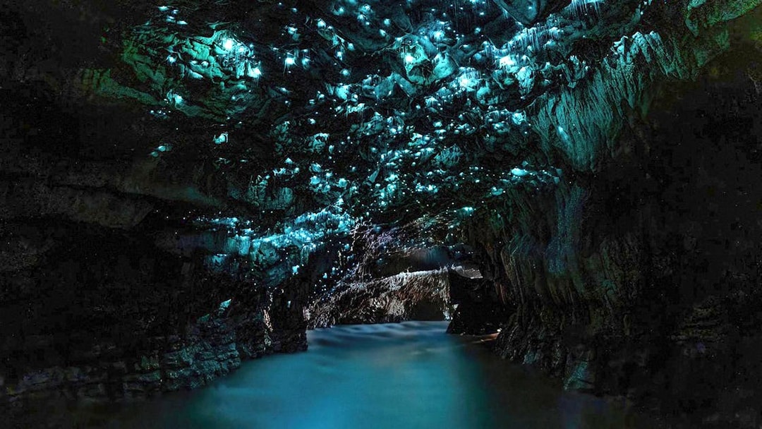 Glowworms illuminate Waitomo Caves' ceiling, casting a blue glow over the water on an Auckland tour.