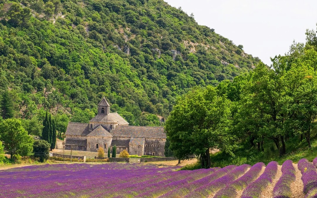 From Avignon: Lavender Fields Full-Day Tour Image 8