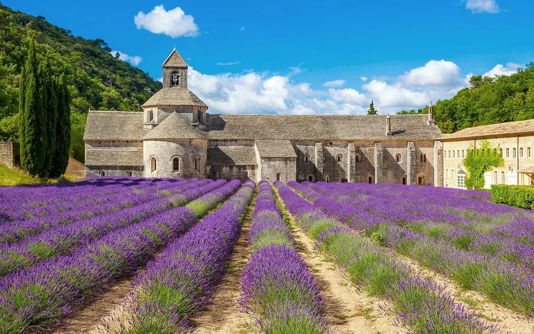 From Avignon: Lavender Fields Half-Day Tour Image 3