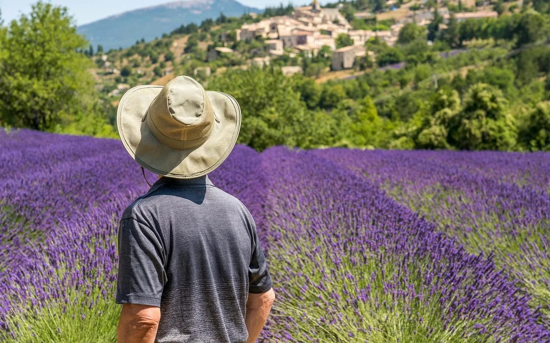 From Avignon: Lavender Fields Tour Image 2