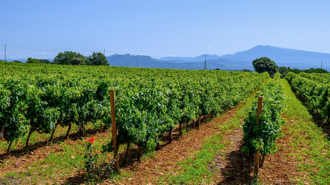 Vineyard in Chateauneuf du Pape with rows of grapevines and distant mountains.