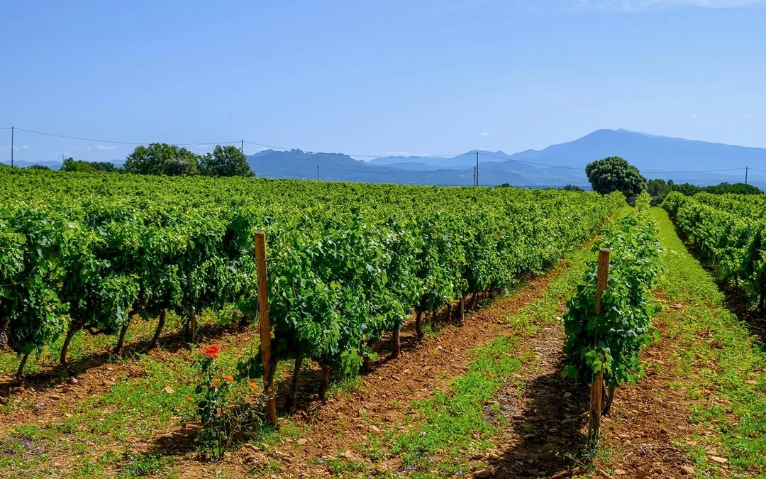 From Avignon: Wine Tour to Châteauneuf-du-Pape Image 7