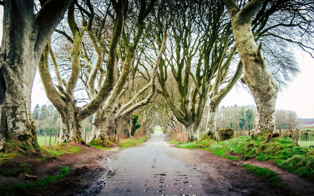 From Belfast: Giant's Causeway Full-Day Tour Image 3