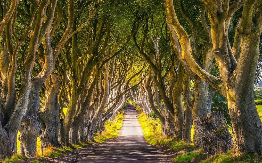 From Belfast: Giant's Causeway & Game of Thrones Film Locations Full-Day Tour Image 6