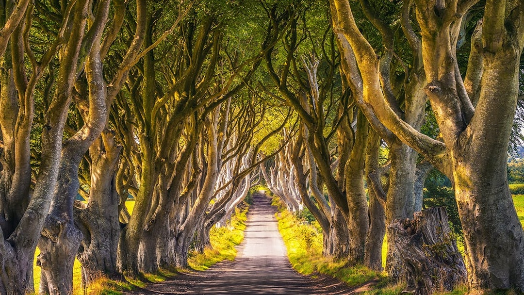 Dark Hedges tree-lined road, famous Game of Thrones filming location in Northern Ireland.