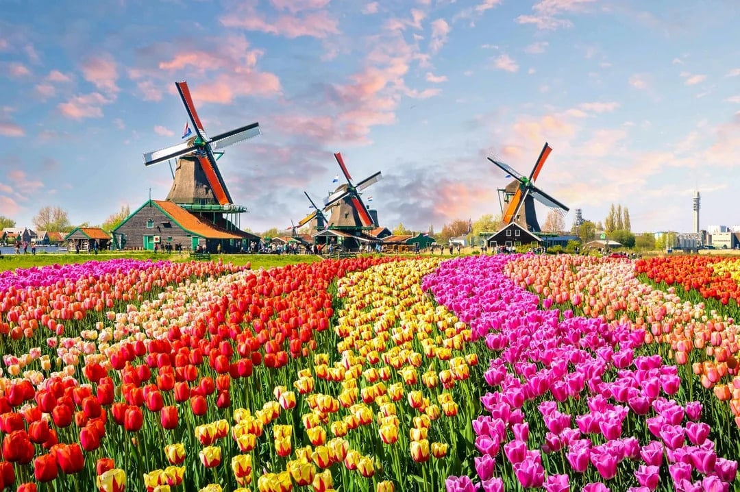 Keukenhof & Zaanse Schans Full-Day Guided Tour from Belgium, Amsterdam