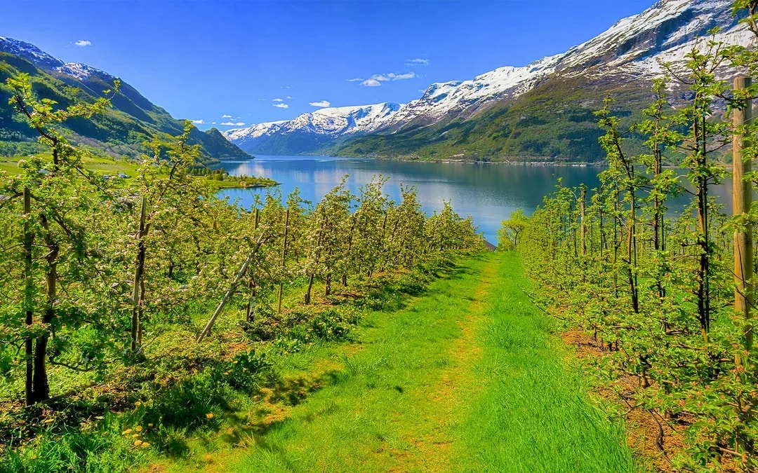 Apple orchards overlooking Hardangerfjord with snow-capped mountains in the background.