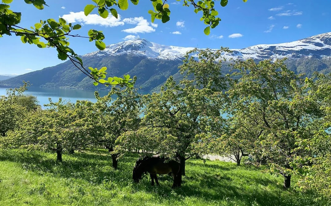 Horse grazing in apple orchard at Spildegarden with Hardangerfjorden view.
