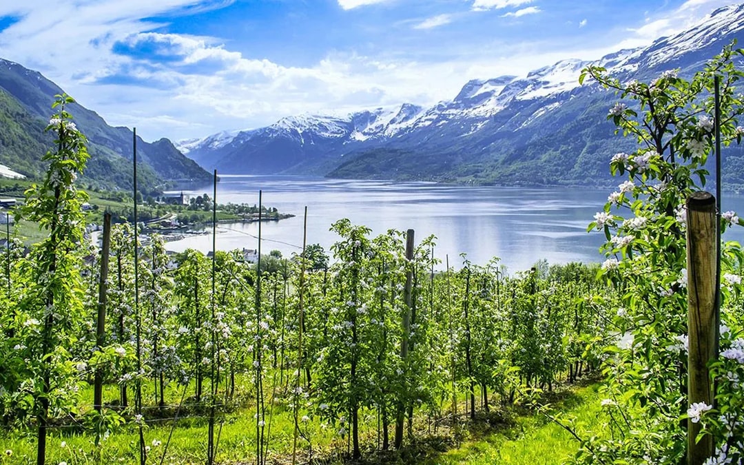 Apple orchard overlooking Hardangerfjord with snow-capped mountains in Norway.