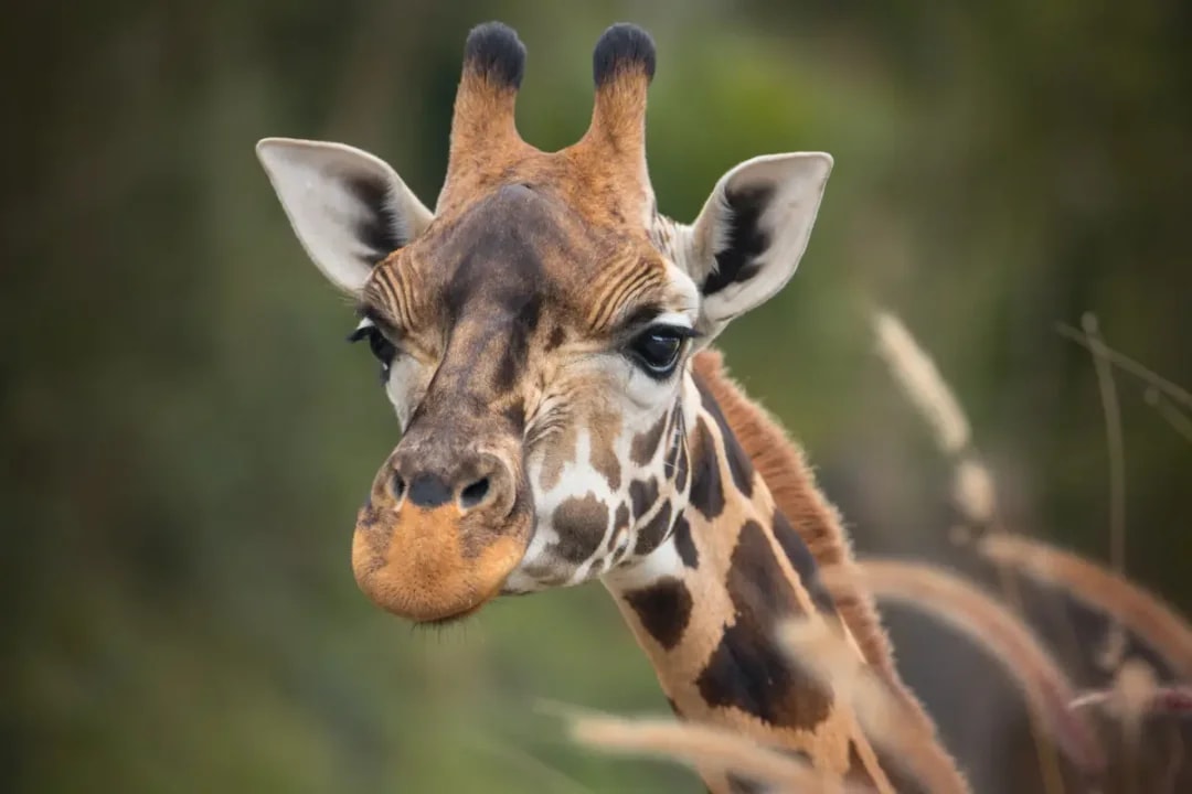From Brisbane: Australia Zoo Tickets with Transfers